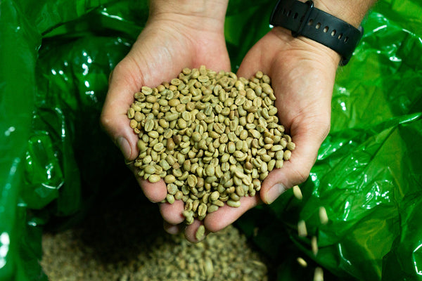 mi van egy kávékapszulában zöldkávé arabica